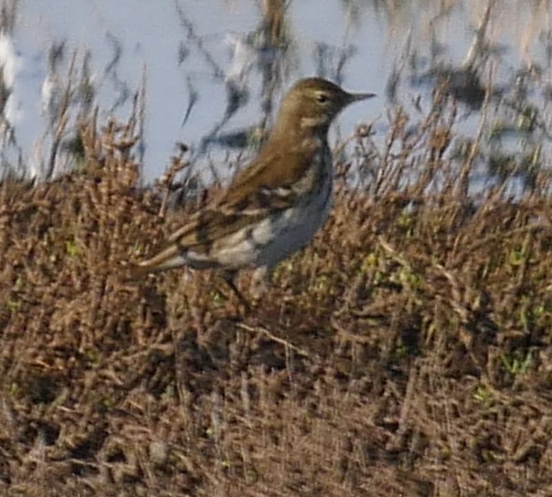 Water Pipit - 07-11-2020