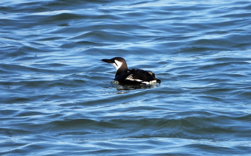 Guillemot - 07-11-2020