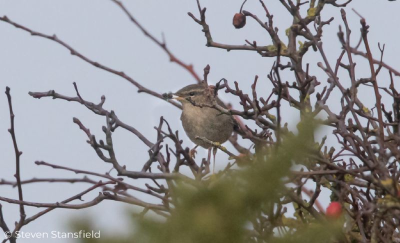 Dusky Warbler - 09-11-2020