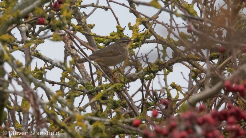 Dusky Warbler - 09-11-2020