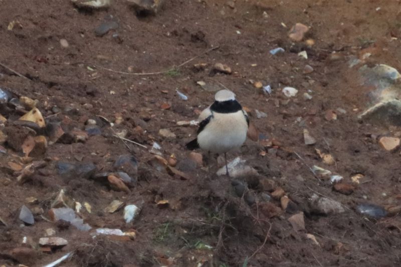 Desert Wheatear - 14-11-2020