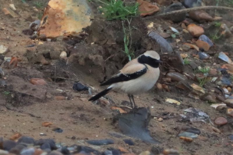 Desert Wheatear - 14-11-2020