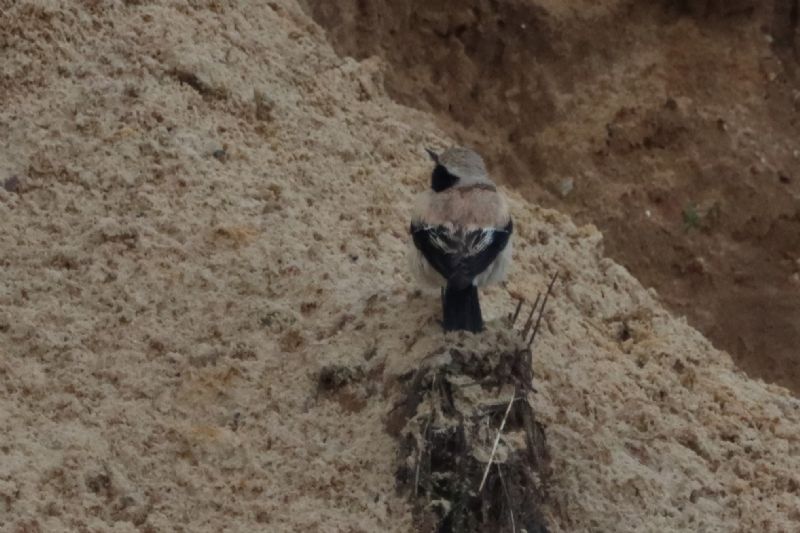 Desert Wheatear - 14-11-2020