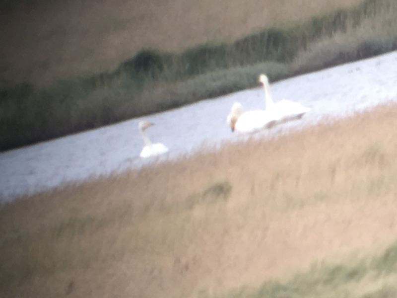 Whooper Swan - 17-11-2020