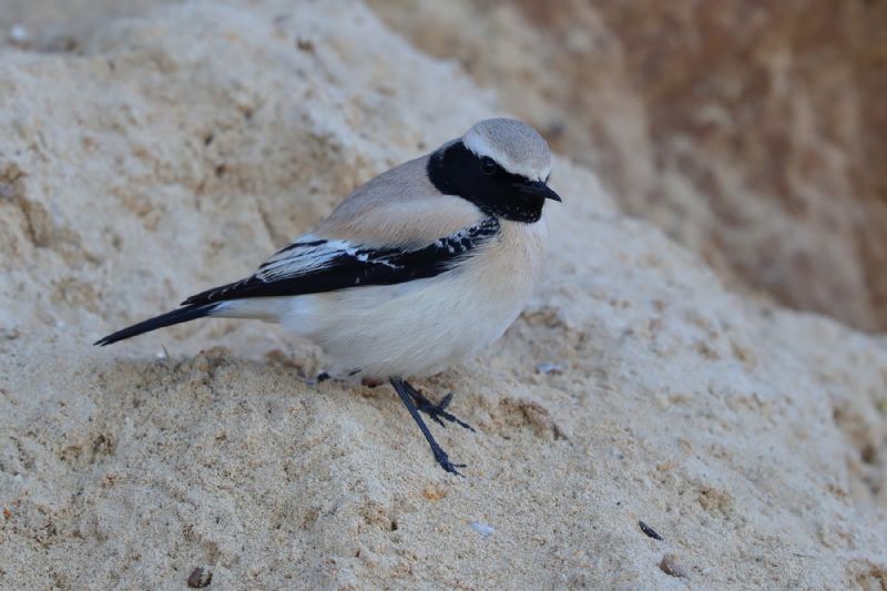 Desert Wheatear - 18-11-2020