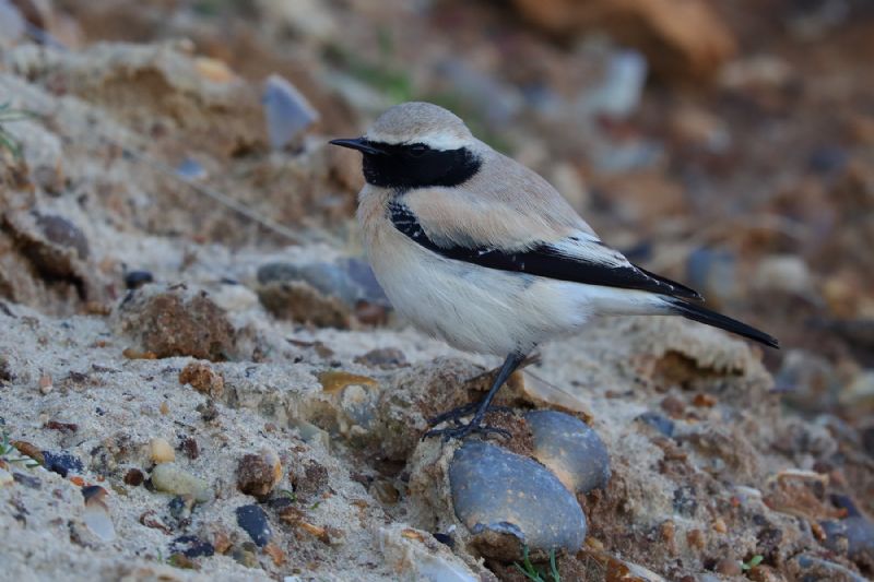 Desert Wheatear - 18-11-2020