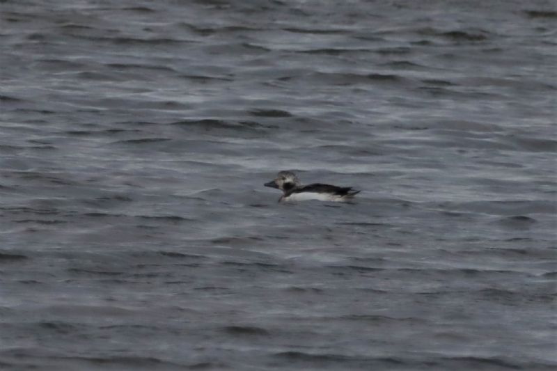 Long-tailed Duck - 21-11-2020