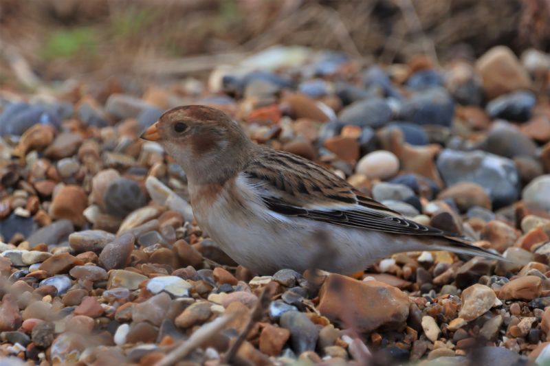 Snow Bunting - 21-11-2020