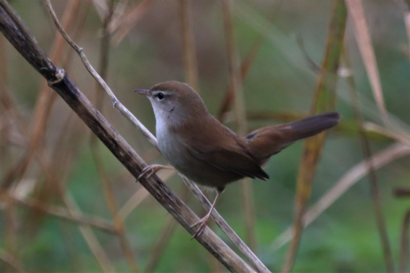 Cetti's Warbler - 21-11-2020