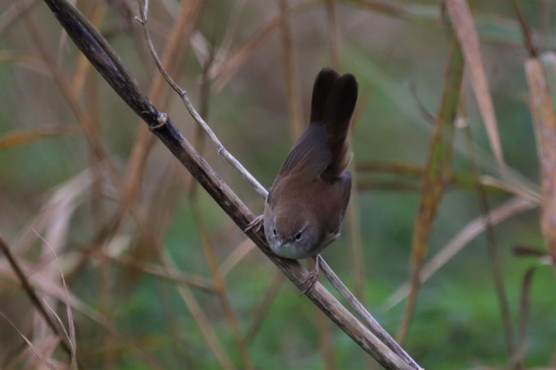 Cetti's Warbler - 21-11-2020