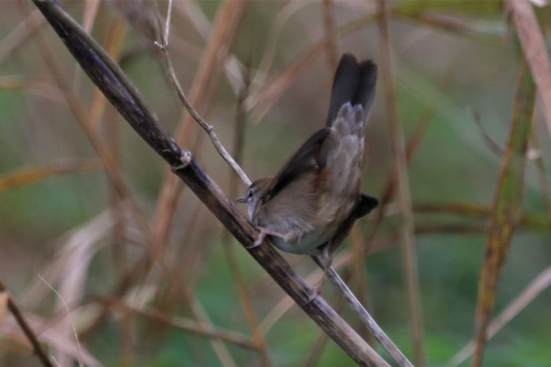 Cetti's Warbler - 21-11-2020