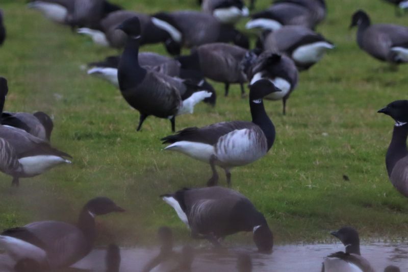 Pale-bellied Brent Goose - 21-11-2020