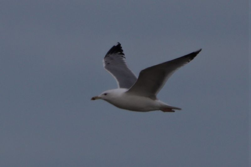 Caspian Gull - 21-11-2020