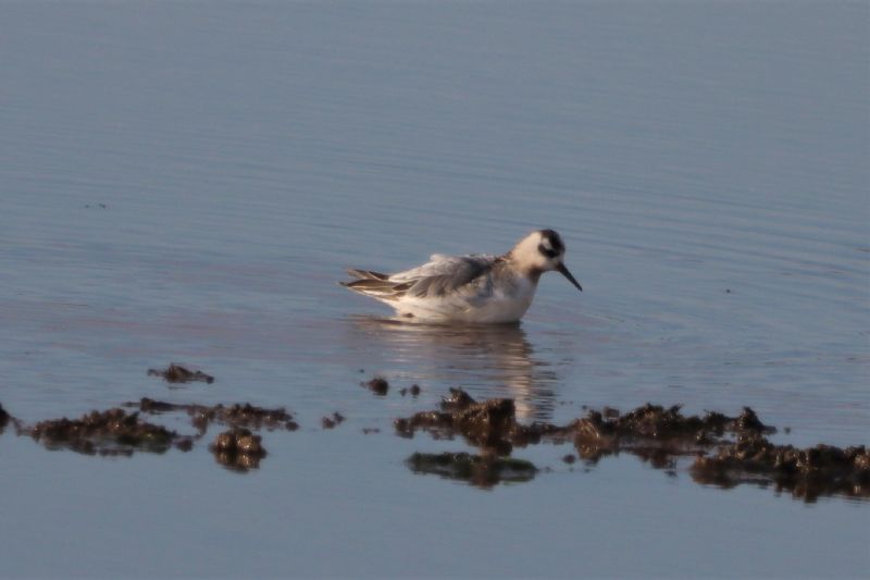 Grey Phalarope - 22-11-2020