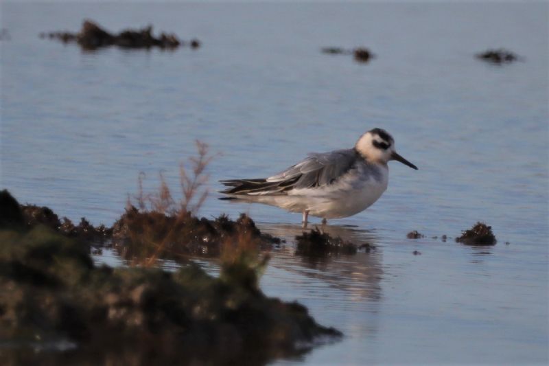 Grey Phalarope - 22-11-2020