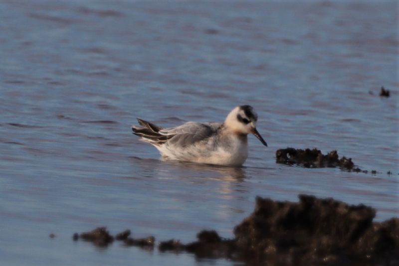 Grey Phalarope - 22-11-2020