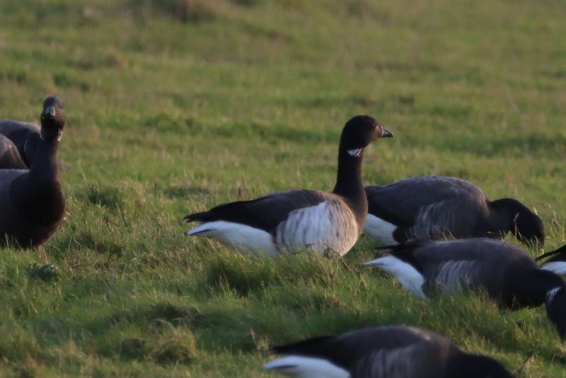 Pale-bellied Brent Goose - 23-11-2020