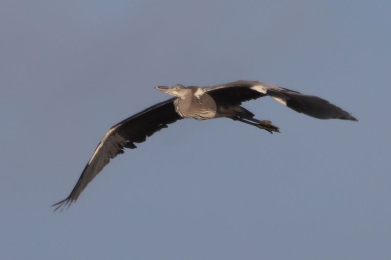 Grey Heron - 24-11-2020