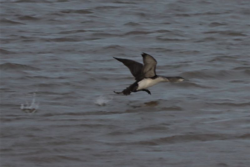 Red-throated Diver - 24-11-2020