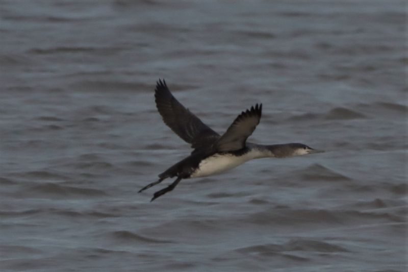 Red-throated Diver - 24-11-2020