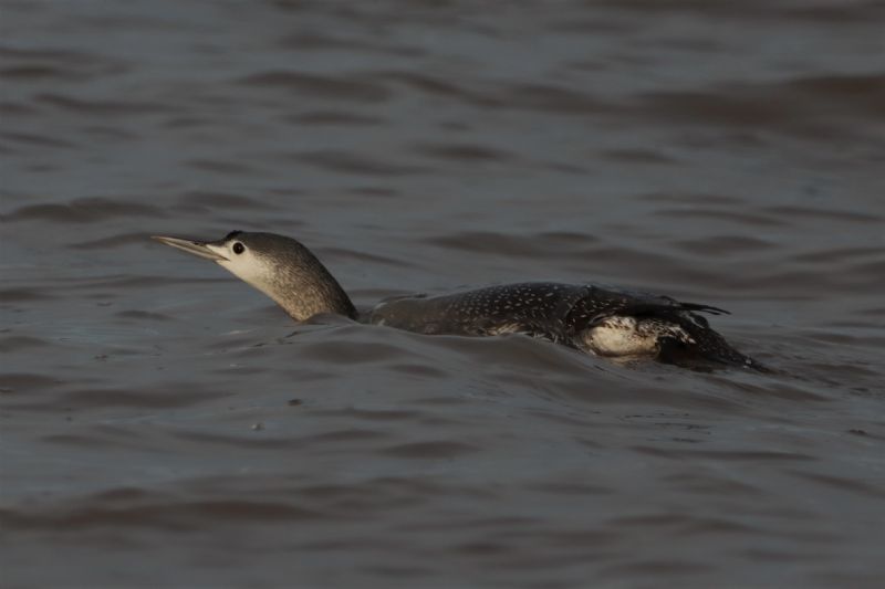 Red-throated Diver - 24-11-2020