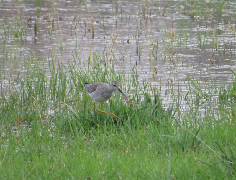 Lesser Yellowlegs - 25-11-2020