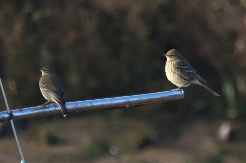 Rock Pipit - 26-11-2020