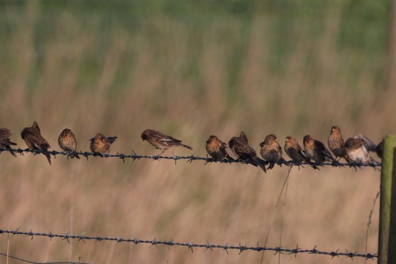 Twite - 26-11-2020