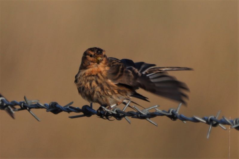 Twite - 26-11-2020