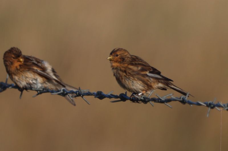 Twite - 26-11-2020