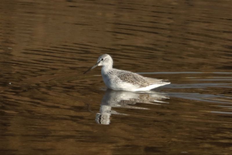 Greenshank - 27-11-2020