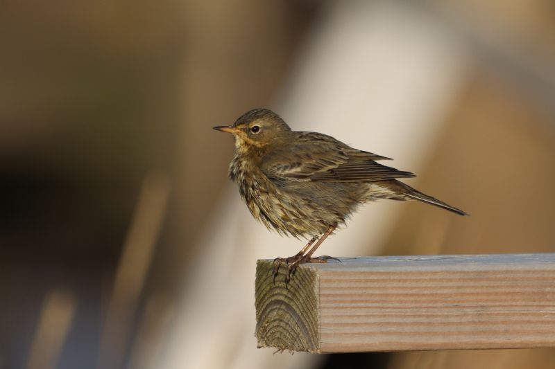 Rock Pipit - 27-11-2020