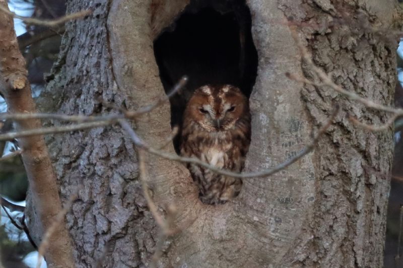 Tawny Owl - 27-11-2020