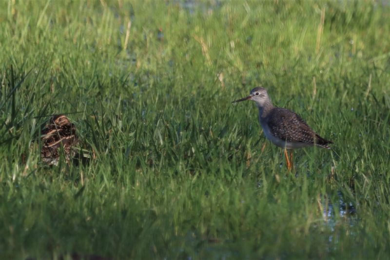 Lesser Yellowlegs - 27-11-2020