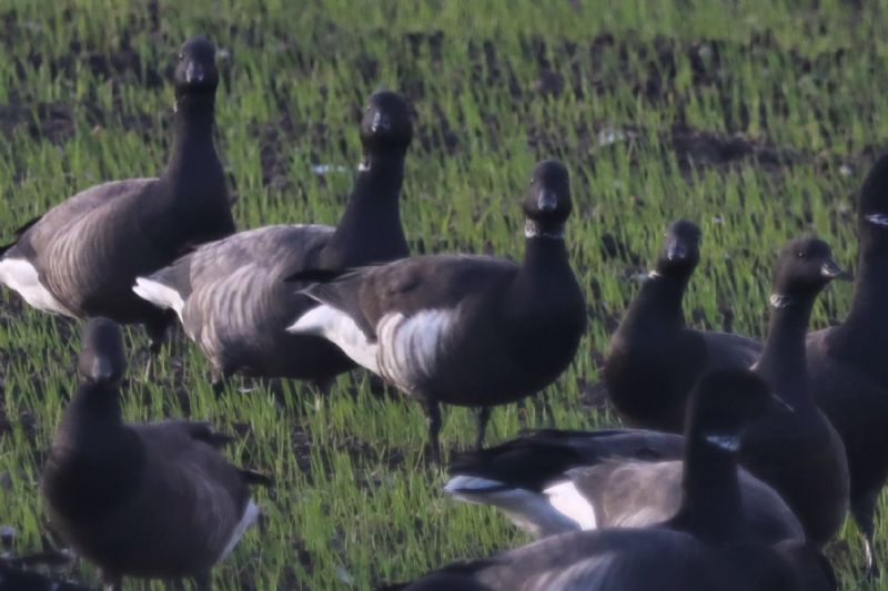 Black Brant - 01-12-2020