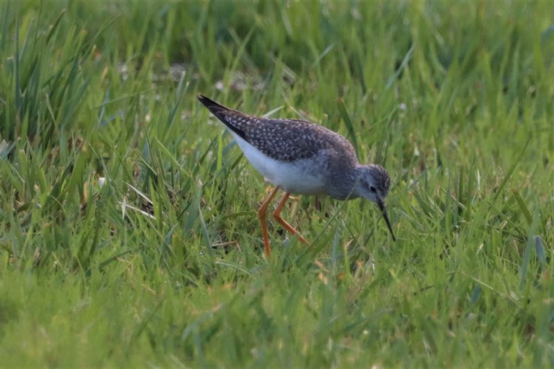 Lesser Yellowlegs - 01-12-2020