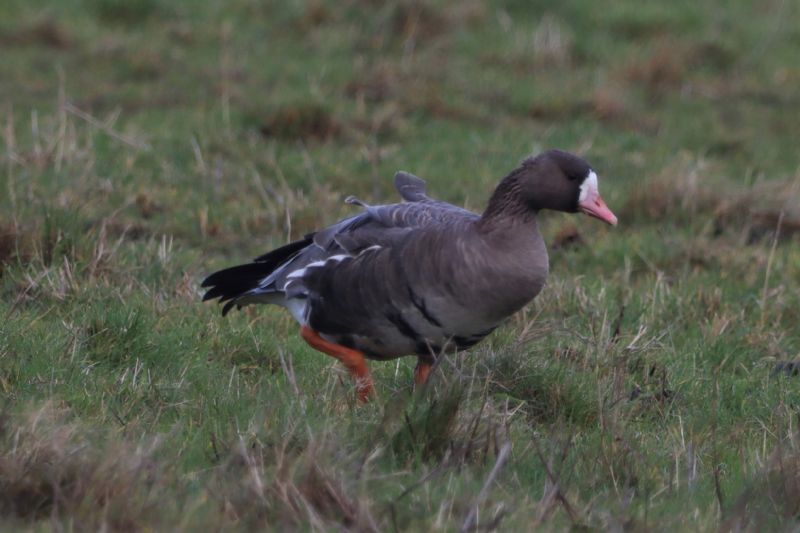 White-fronted Goose - 01-12-2020