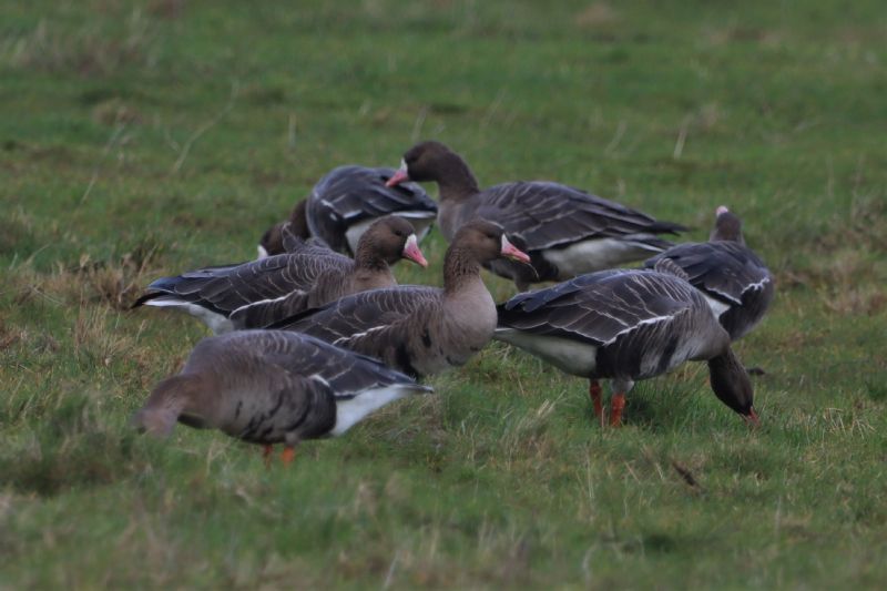 White-fronted Goose - 01-12-2020