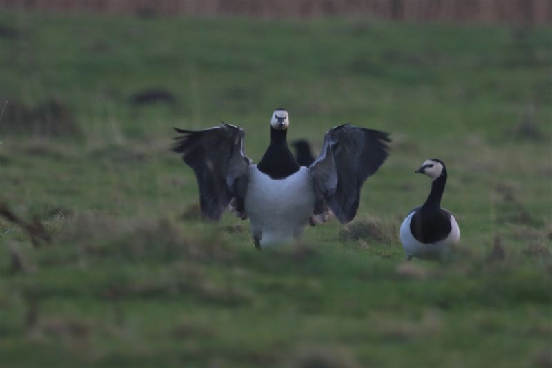 Barnacle Goose - 01-12-2020