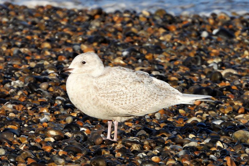 Iceland Gull - 14-12-2020