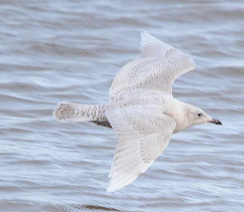 Iceland Gull - 14-12-2020