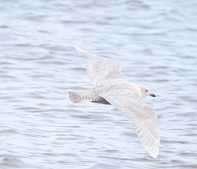 Iceland Gull - 14-12-2020