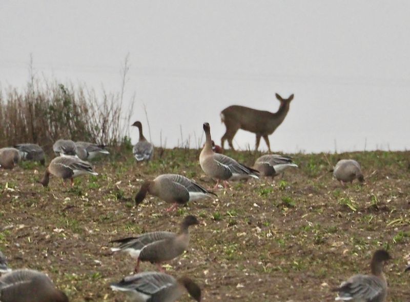 Pink-footed Goose - 14-12-2020