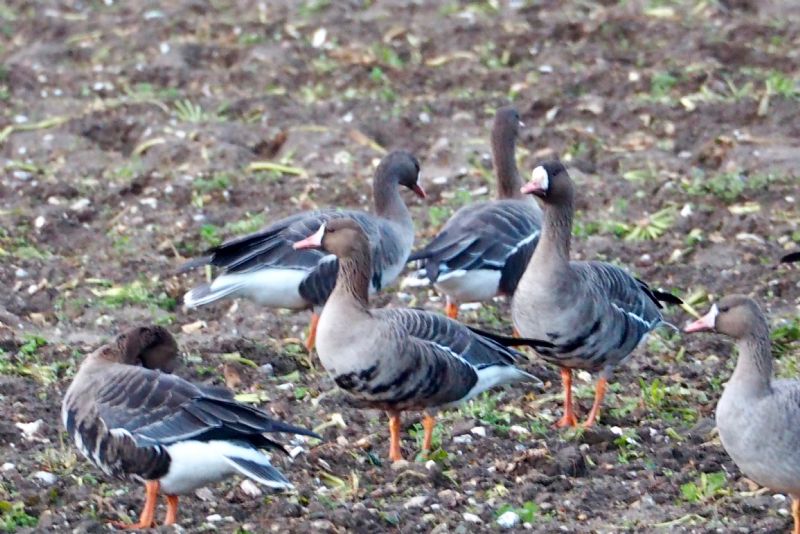 White-fronted Goose - 14-12-2020