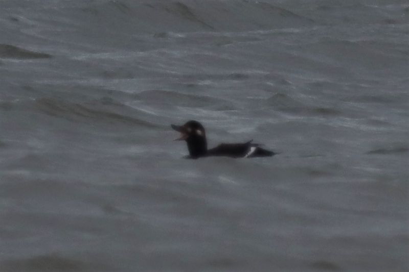 Velvet Scoter - 19-12-2020