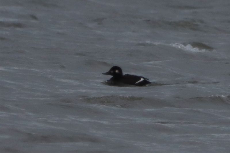 Velvet Scoter - 19-12-2020