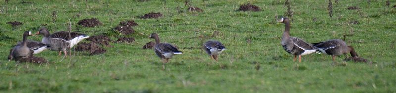 White-fronted Goose - 16-12-2020