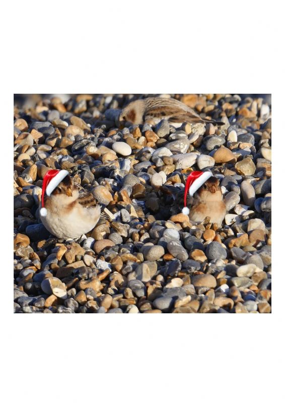 Snow Bunting - 20-12-2020