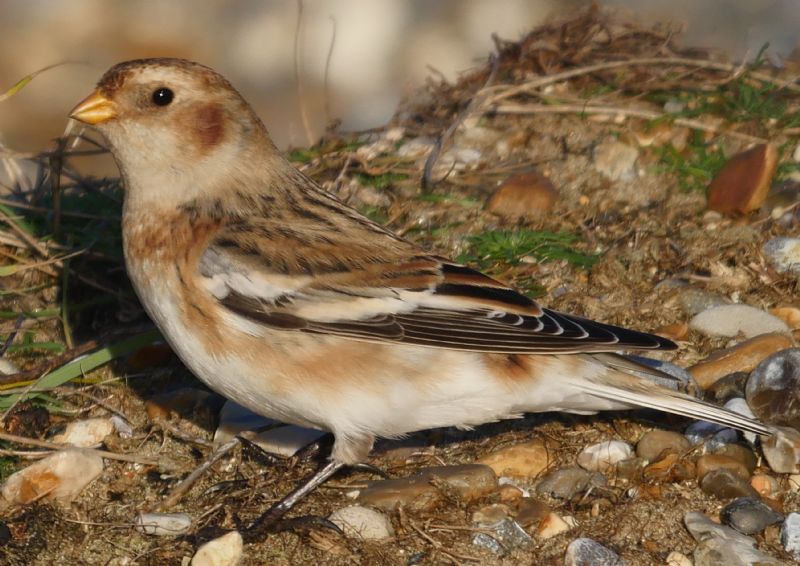 Snow Bunting - 20-12-2020