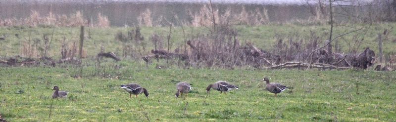 White-fronted Goose - 26-12-2020